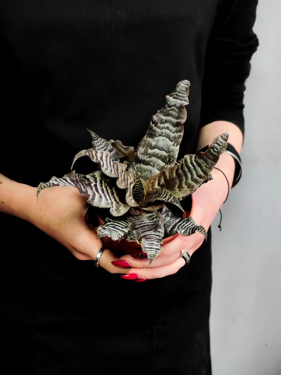 Криптантус Зонатус (Cryptanthus Zonatus) D9см