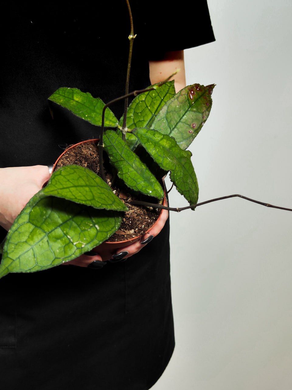 Хойя Клемензиорум Дарк Лиф (Hoya Clemensiorum Dark Leaf) D10см