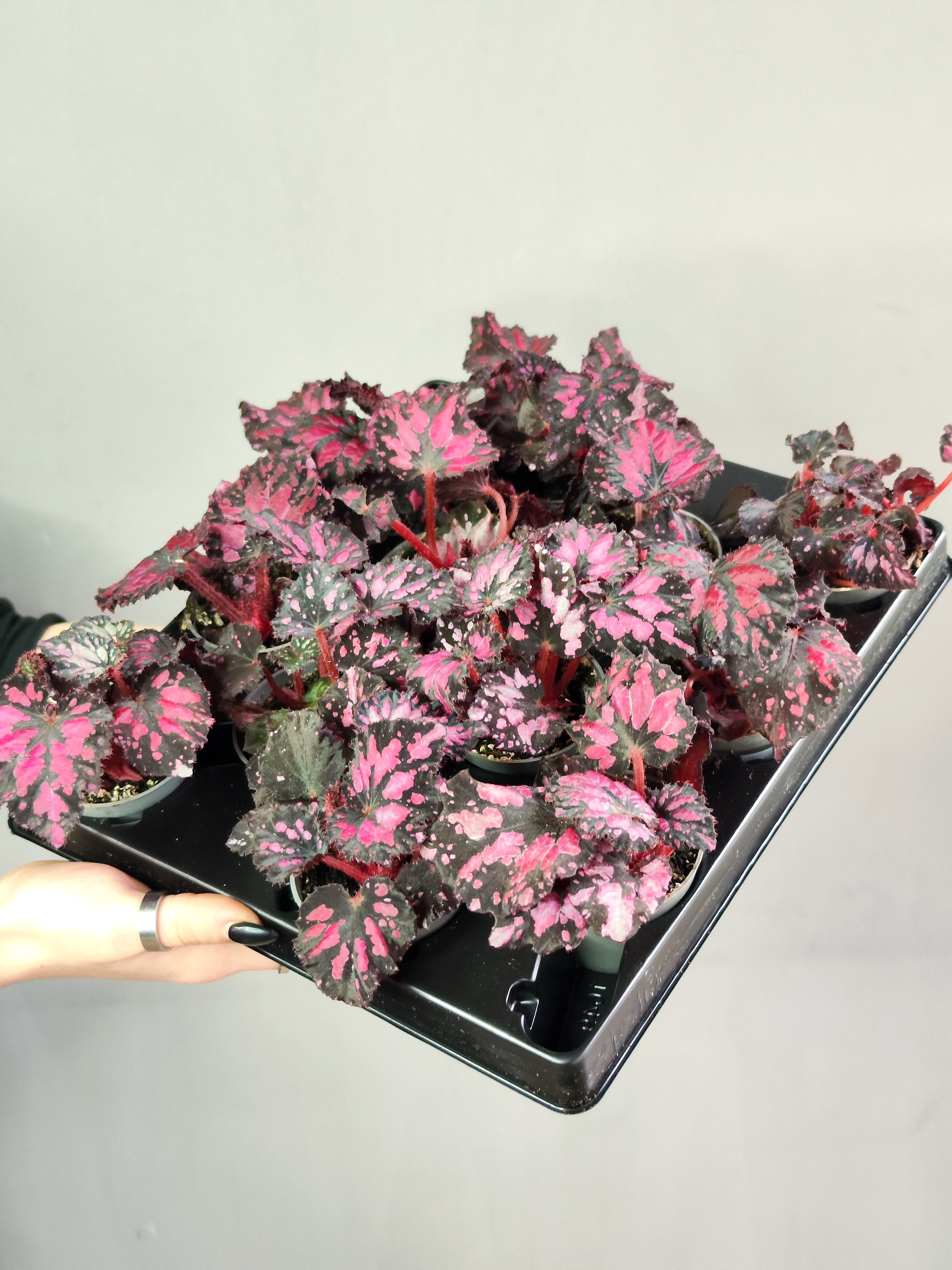 Бегония Пинкпоп (Begonia Pink Pop) D6см