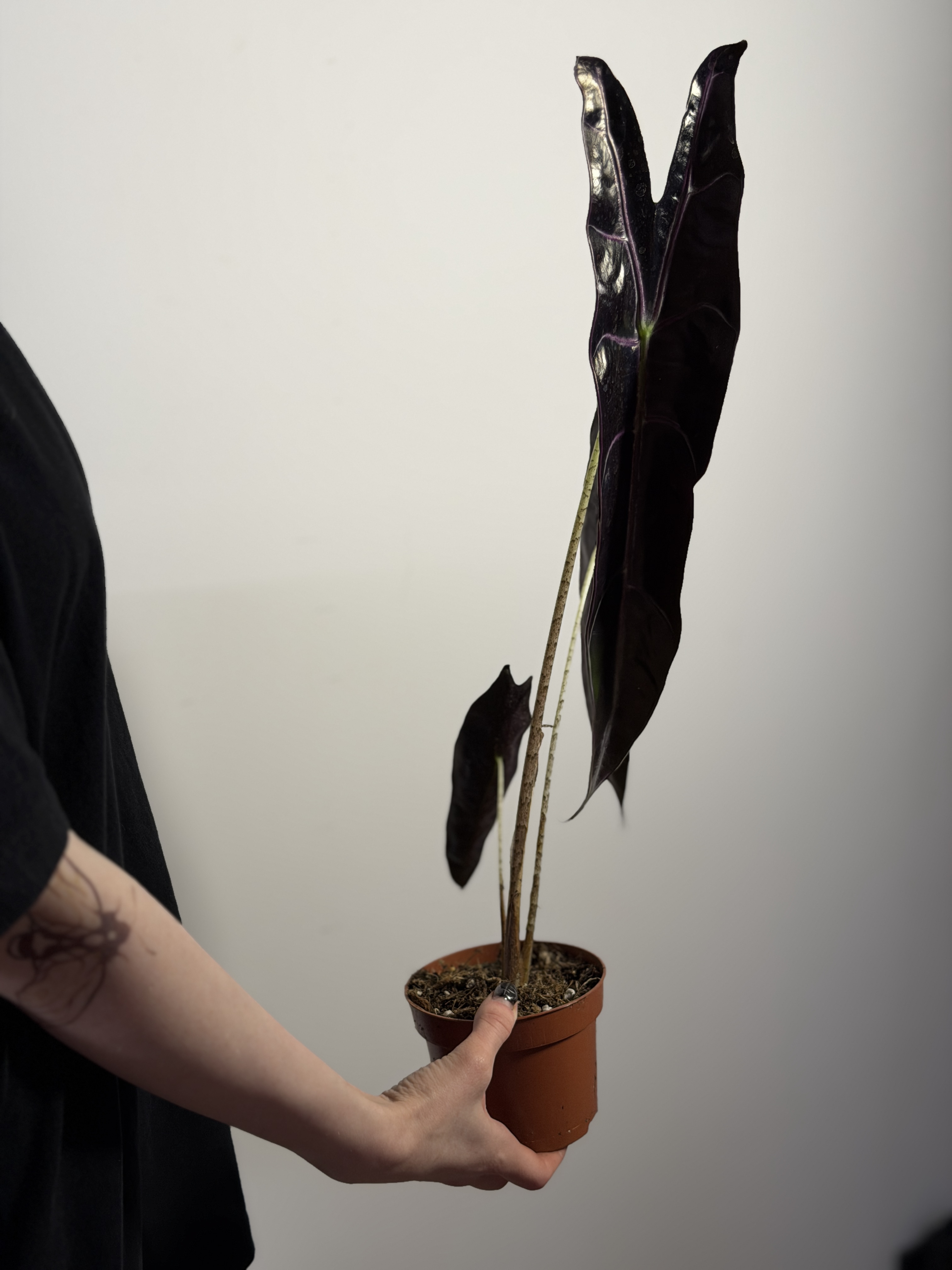 Алоказия Лонгилоба Пурпл (Alocasia Longiloba Purple) D10см