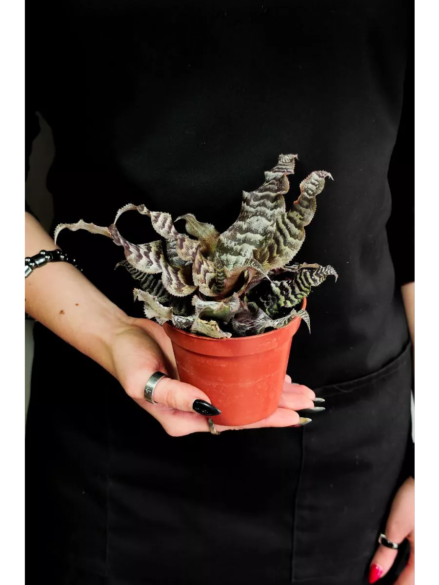 Криптантус Зонатус (Cryptanthus Zonatus) D9см