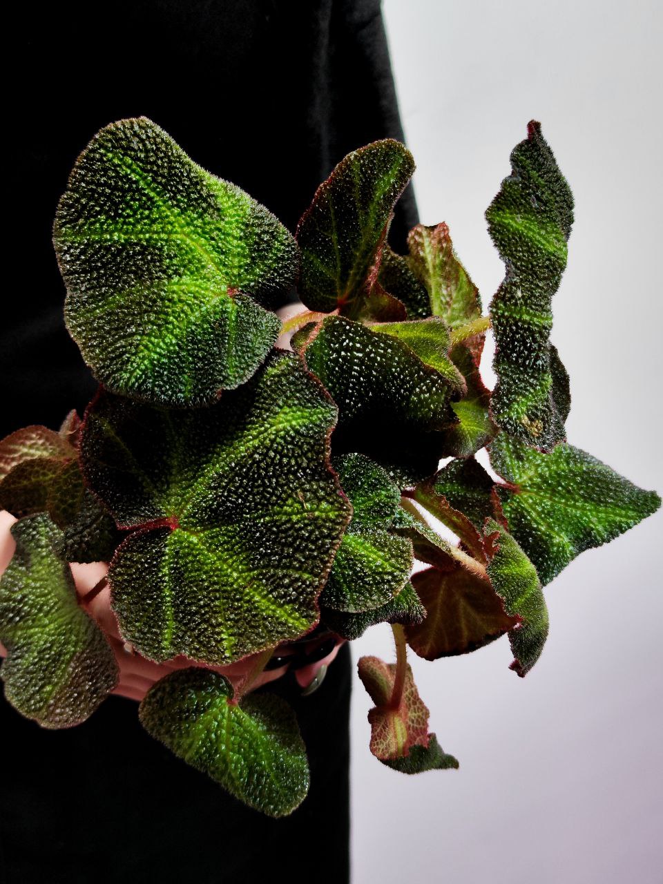 Бегония Соли-Мутата (Begonia Soli-Mutata) D12см