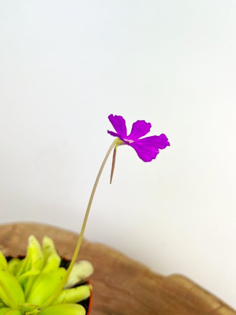 Жирянка Анна (Pinguicula Anna) D9см