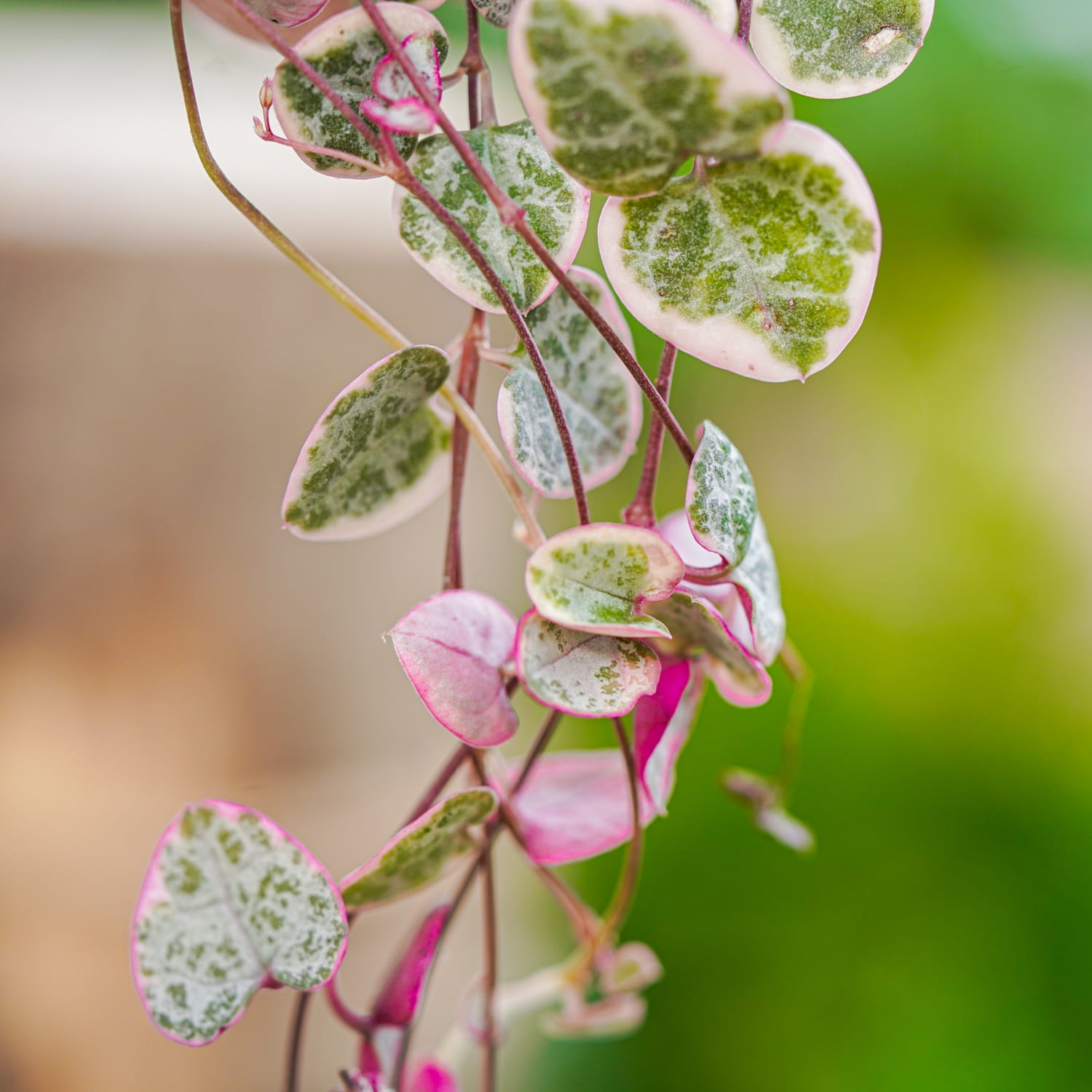 Церопегия Вуда Вариегатная (Ceropegia Woodii Variegata) D6см