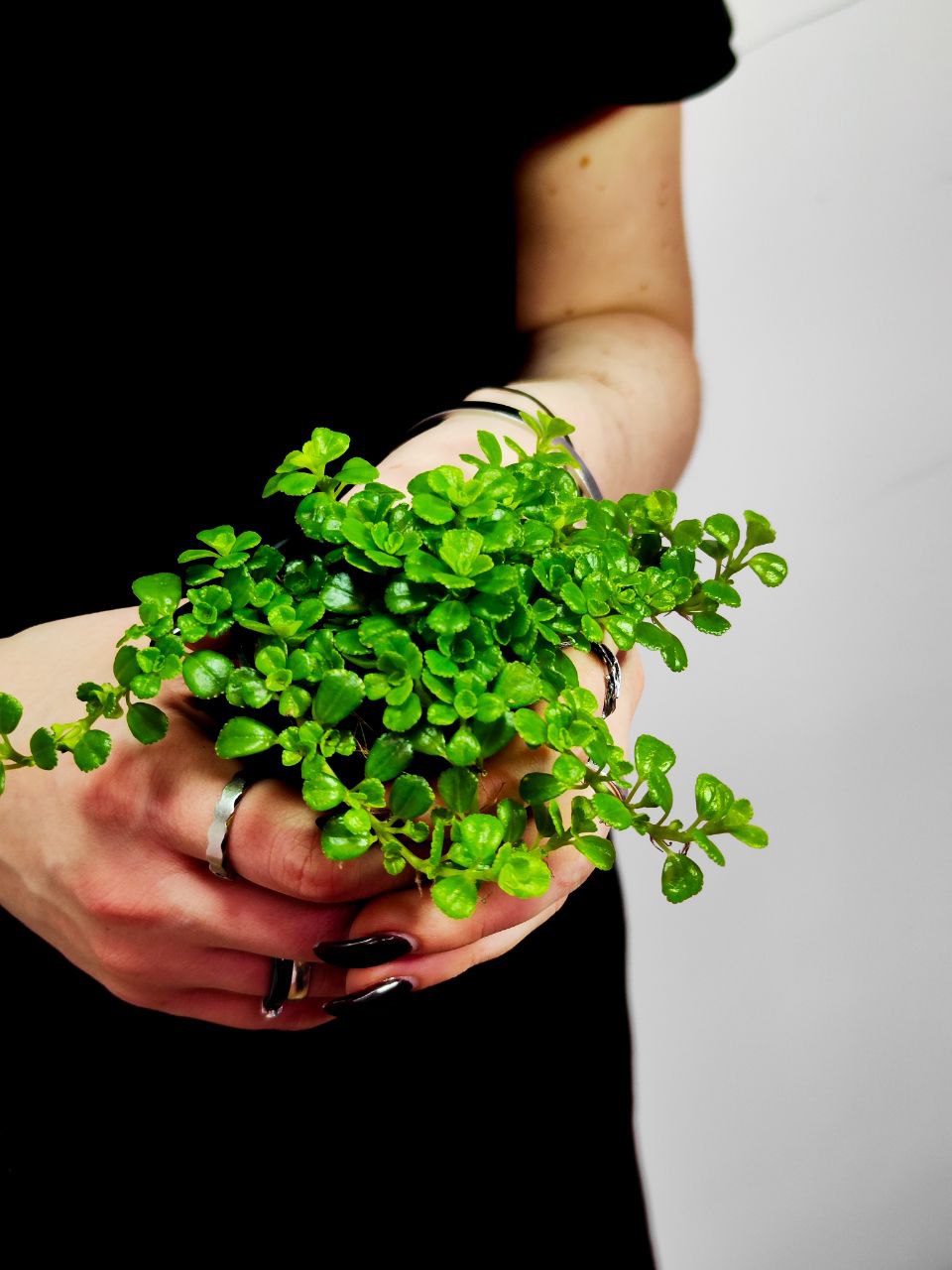 Пилея Депресса (Pilea Depressa) D5см