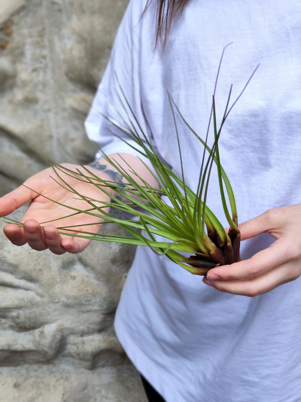 Тилландсия Меланократер Грин (Tillandsia Melanocrater Green)