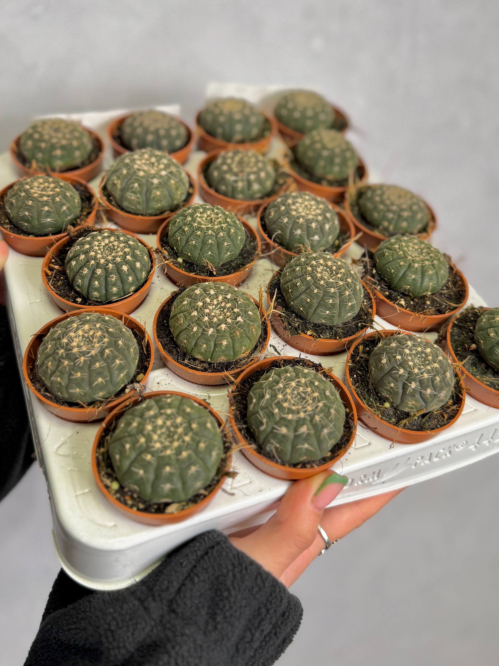 Гимнокалициум Рагонезе (Gymnocalycium Ragonesii) D5см