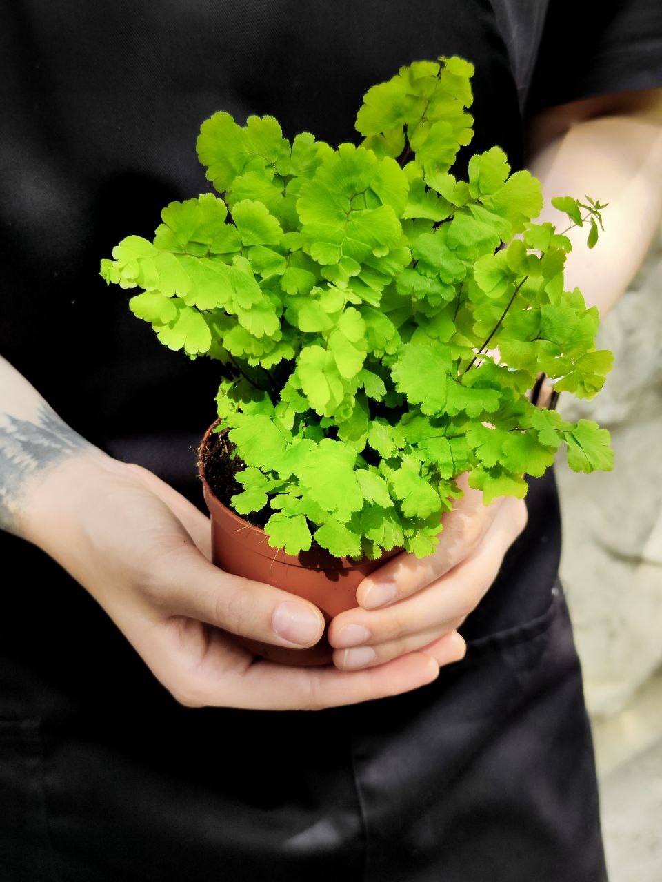 Адиантум Фрагранс, или Курчавый Папоротник (Adiantum Fragrans) D8,5см