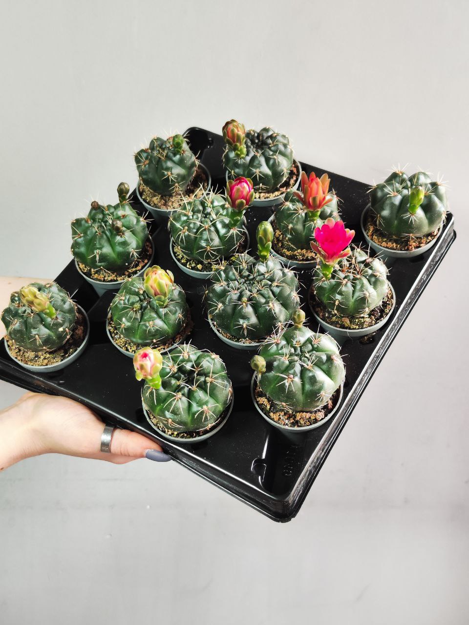 Гимнокалициум Балдианум (Gymnocalycium Baldnum) D5см
