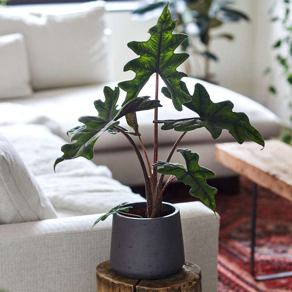 Алоказия Жаклин (Alocasia Jacklyn) D6см