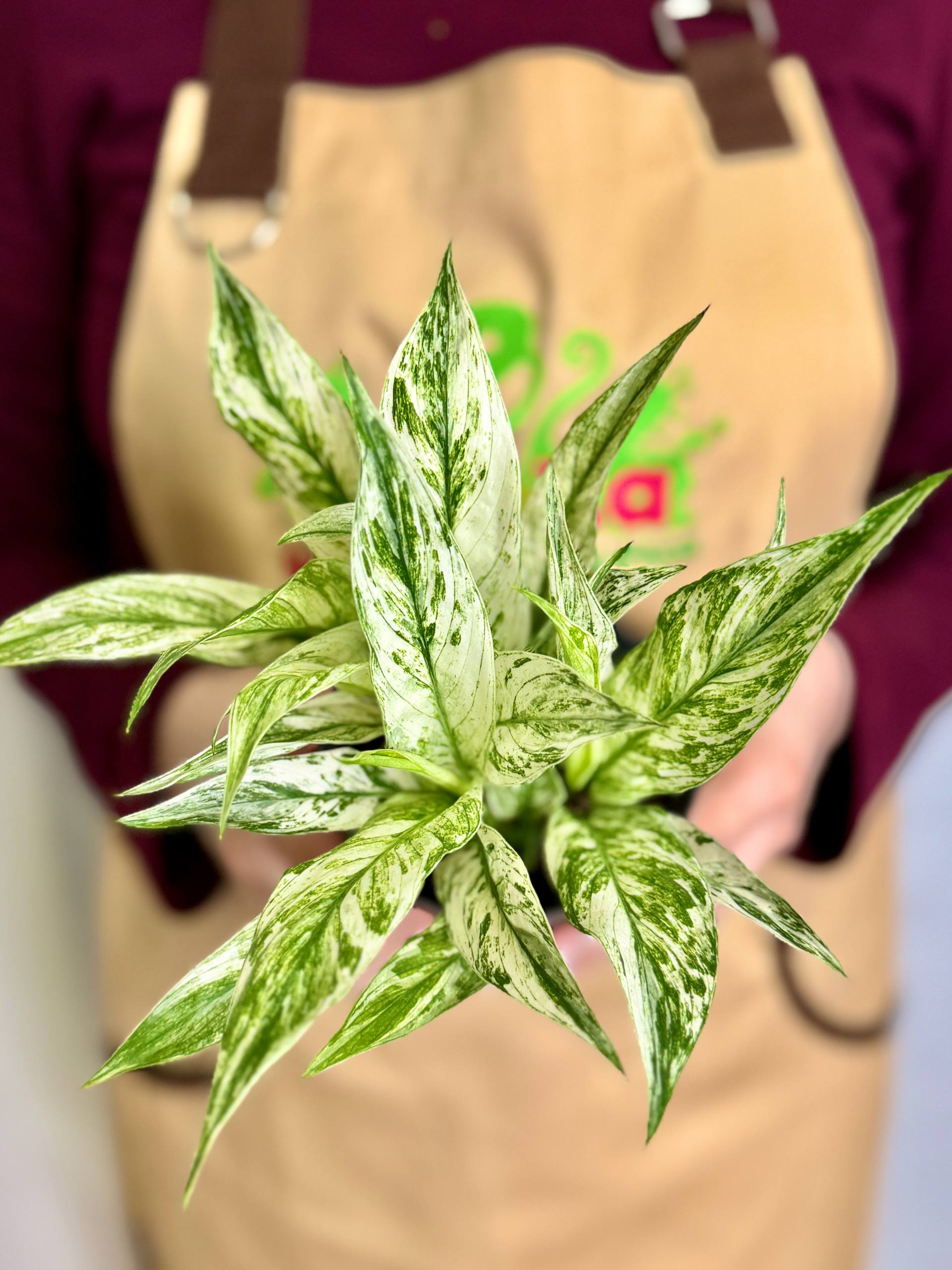 Спатифиллум Нью Ван (Spathiphyllum New One) D10см