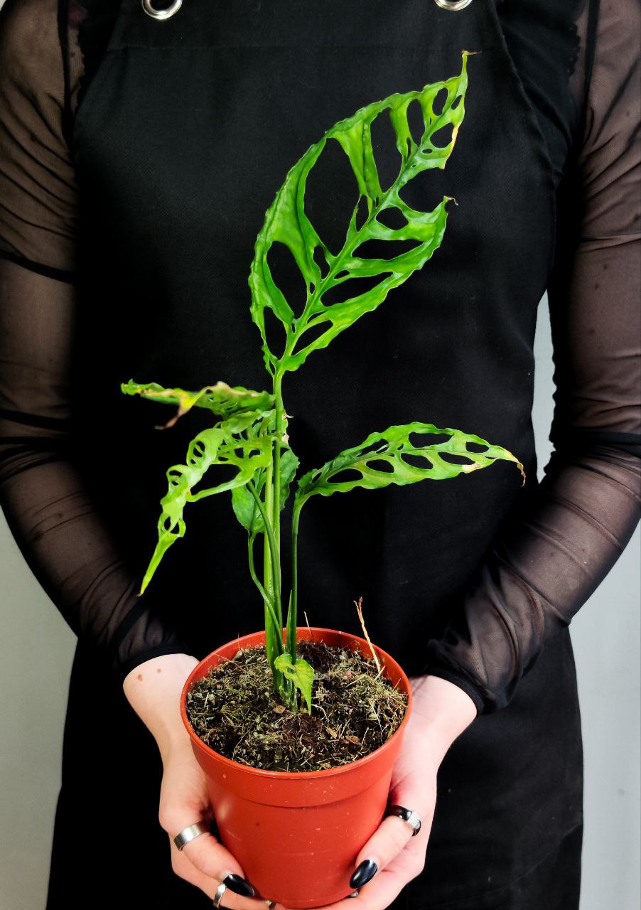 Монстера Обликва Перу (Monstera Obliqua Peru) D12см