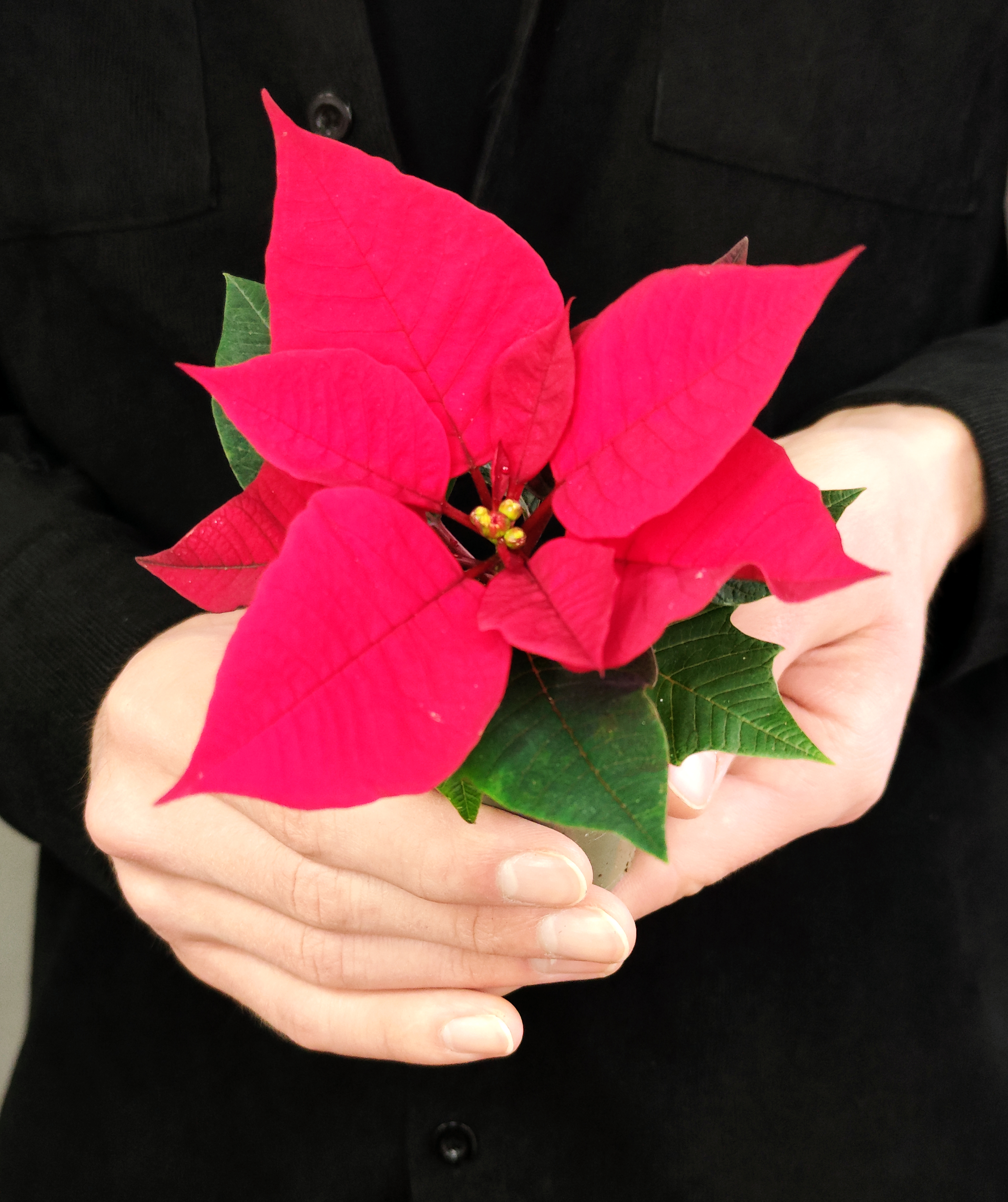 Пуансеттия Фрея Красная (Poinsettia Freya Red) D6см