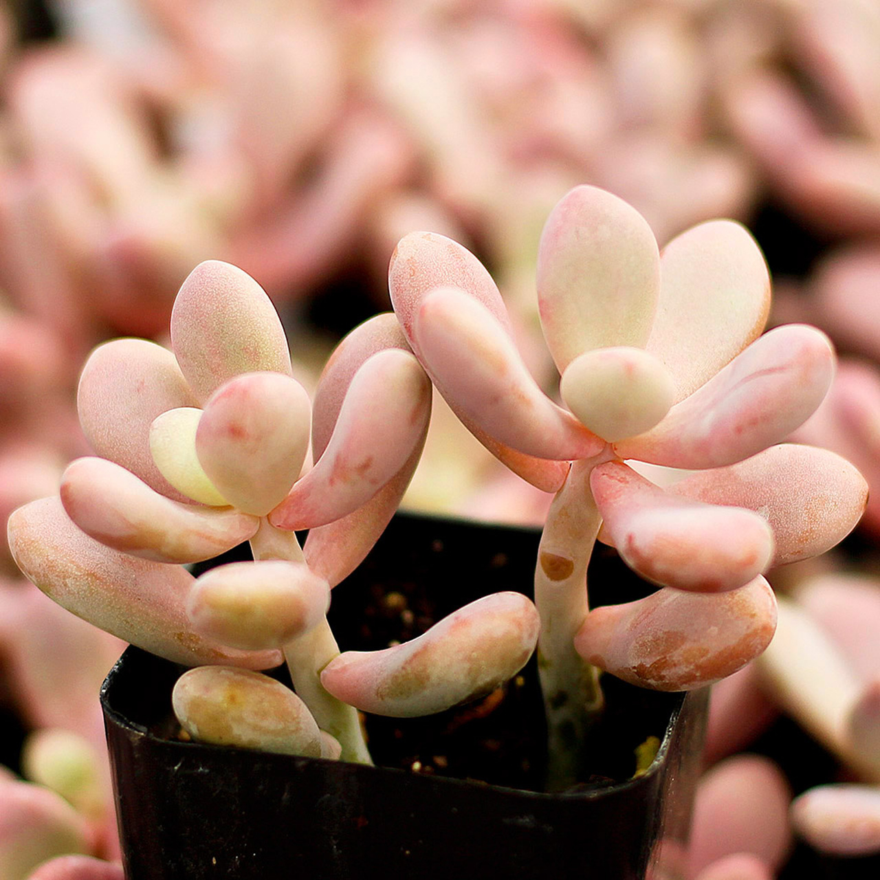 Пахифитум Момобиджин (Pachyphytum Momobijn) D5см