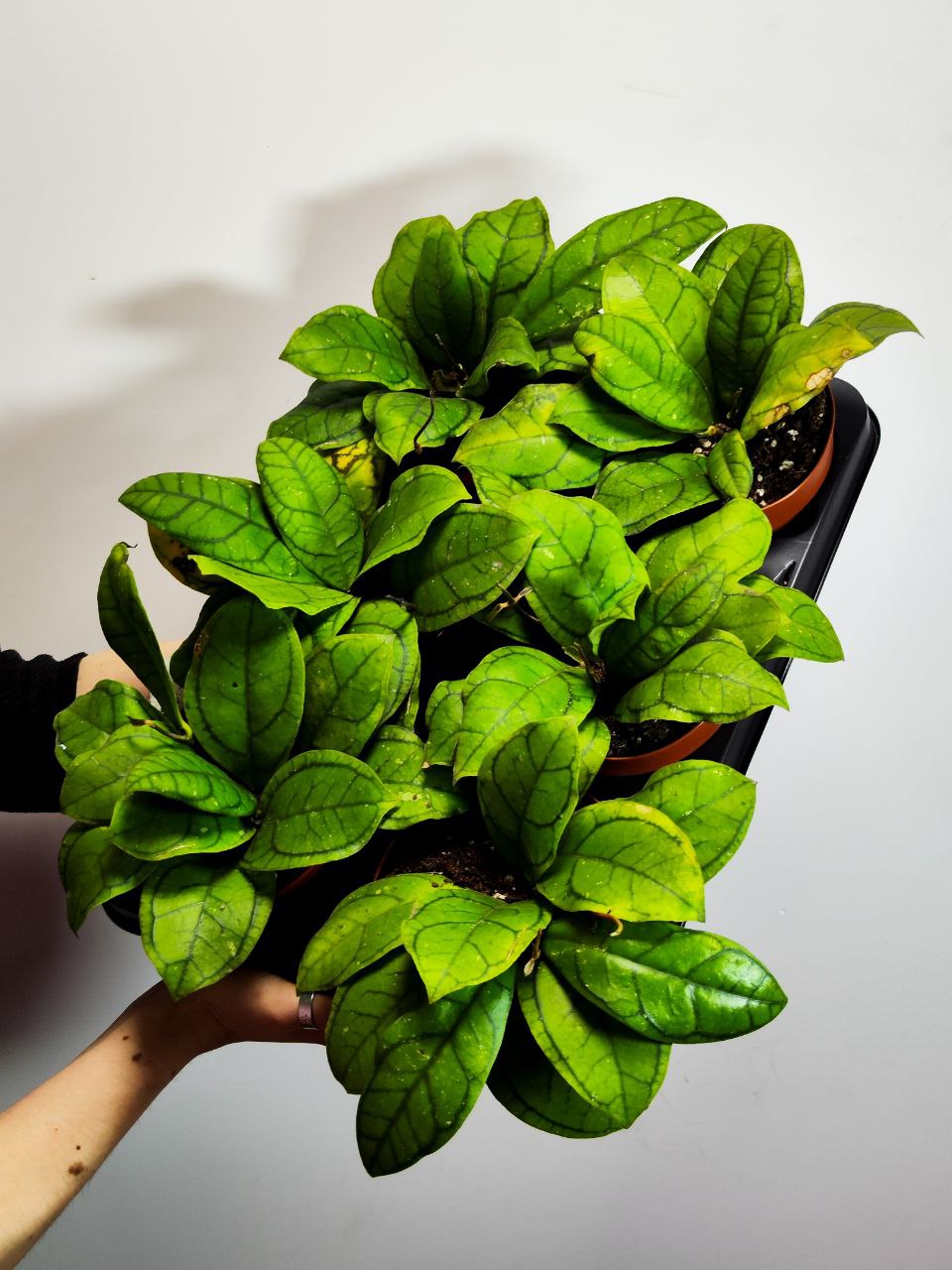 Хойя Каллистофила Вена (Hoya Callistophylla Vena) D12см