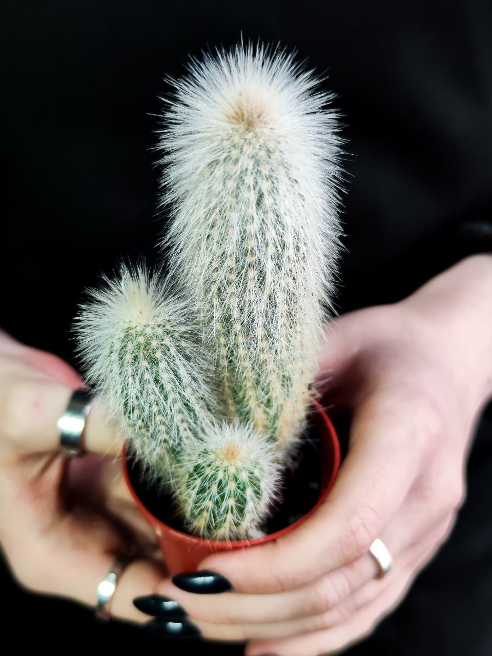 Кактус Клейстокактус Штрауса  Груп (Cleistocactus Strausii Group) D5см