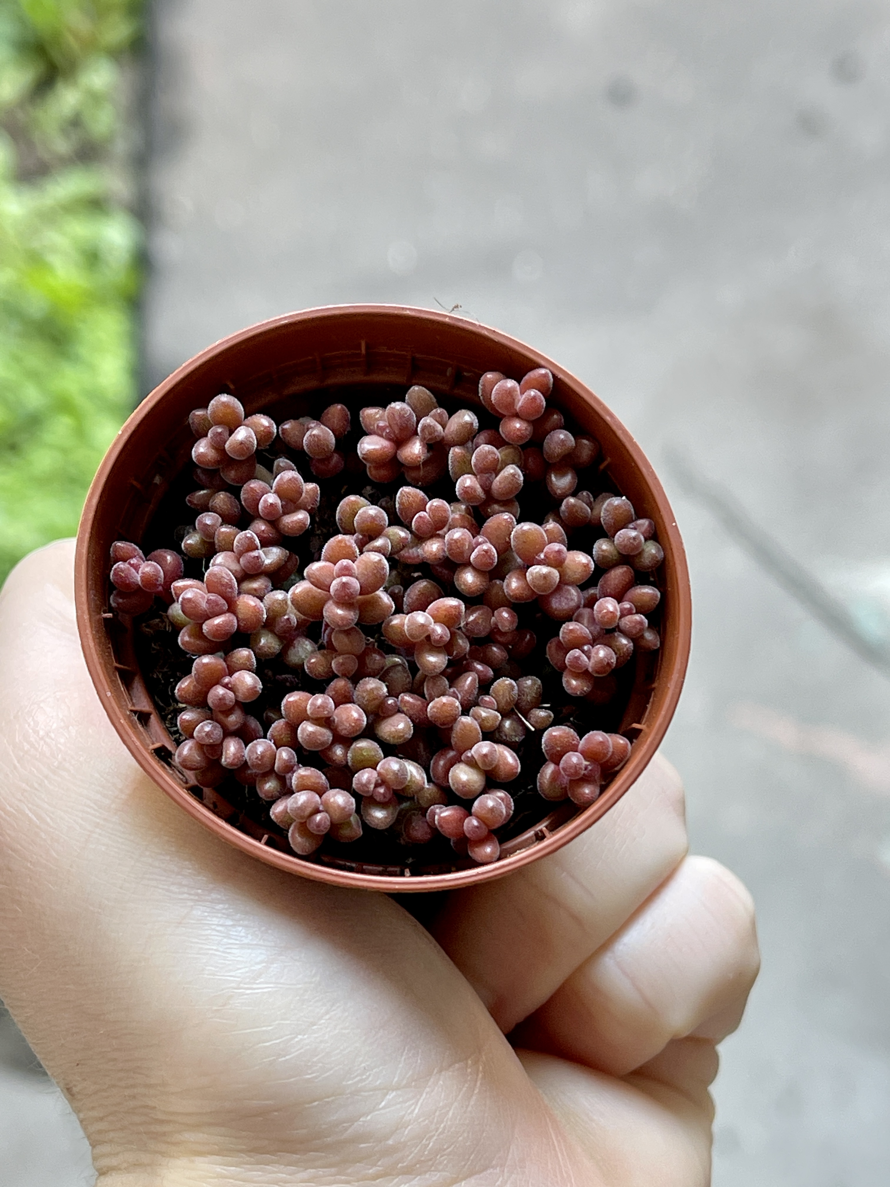 Седум Сталя Мини (Sedum Stahlii) D5см