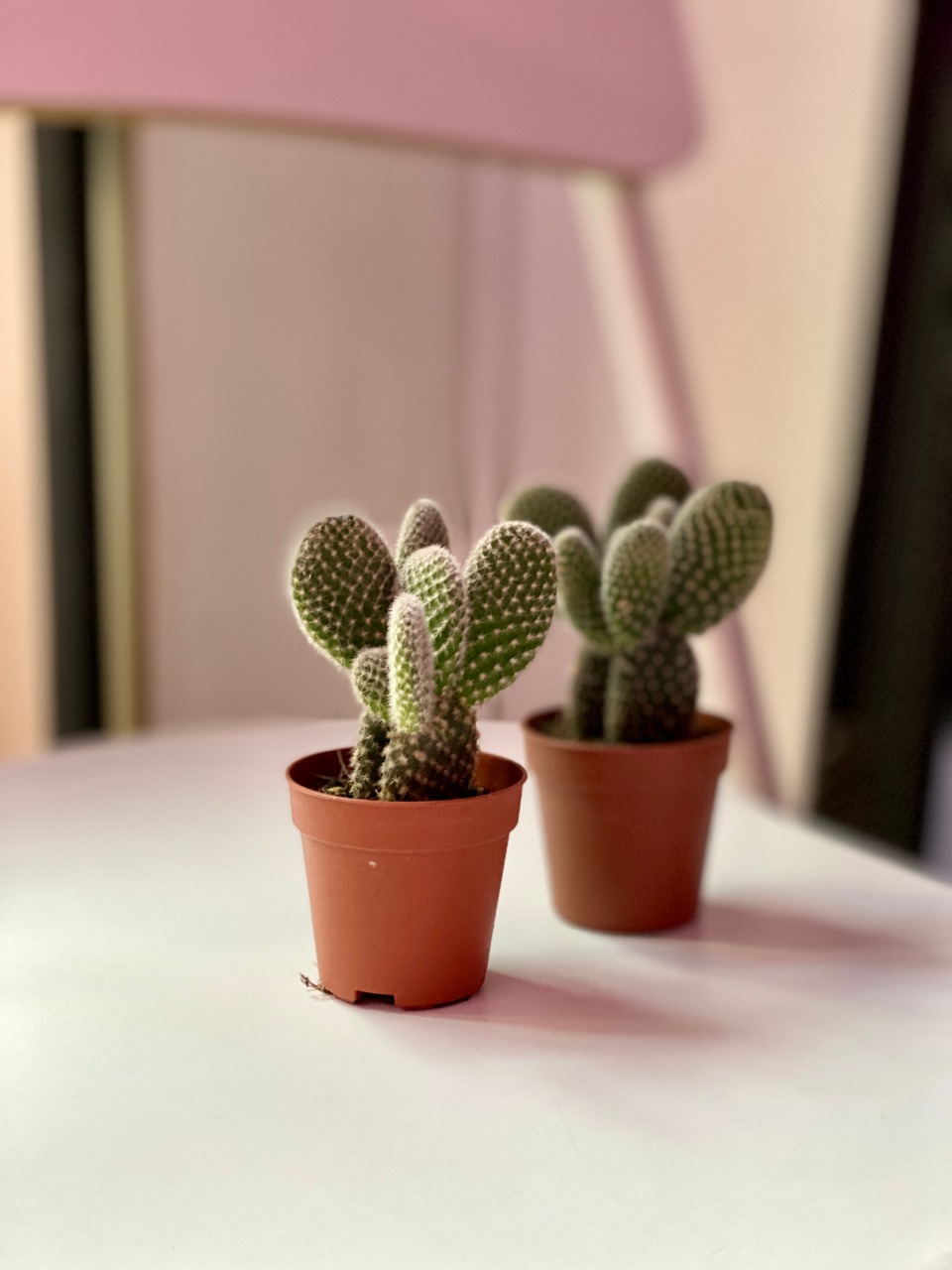 Опунция Микродазис Альба (Opuntia Microdasys Alba) D5см