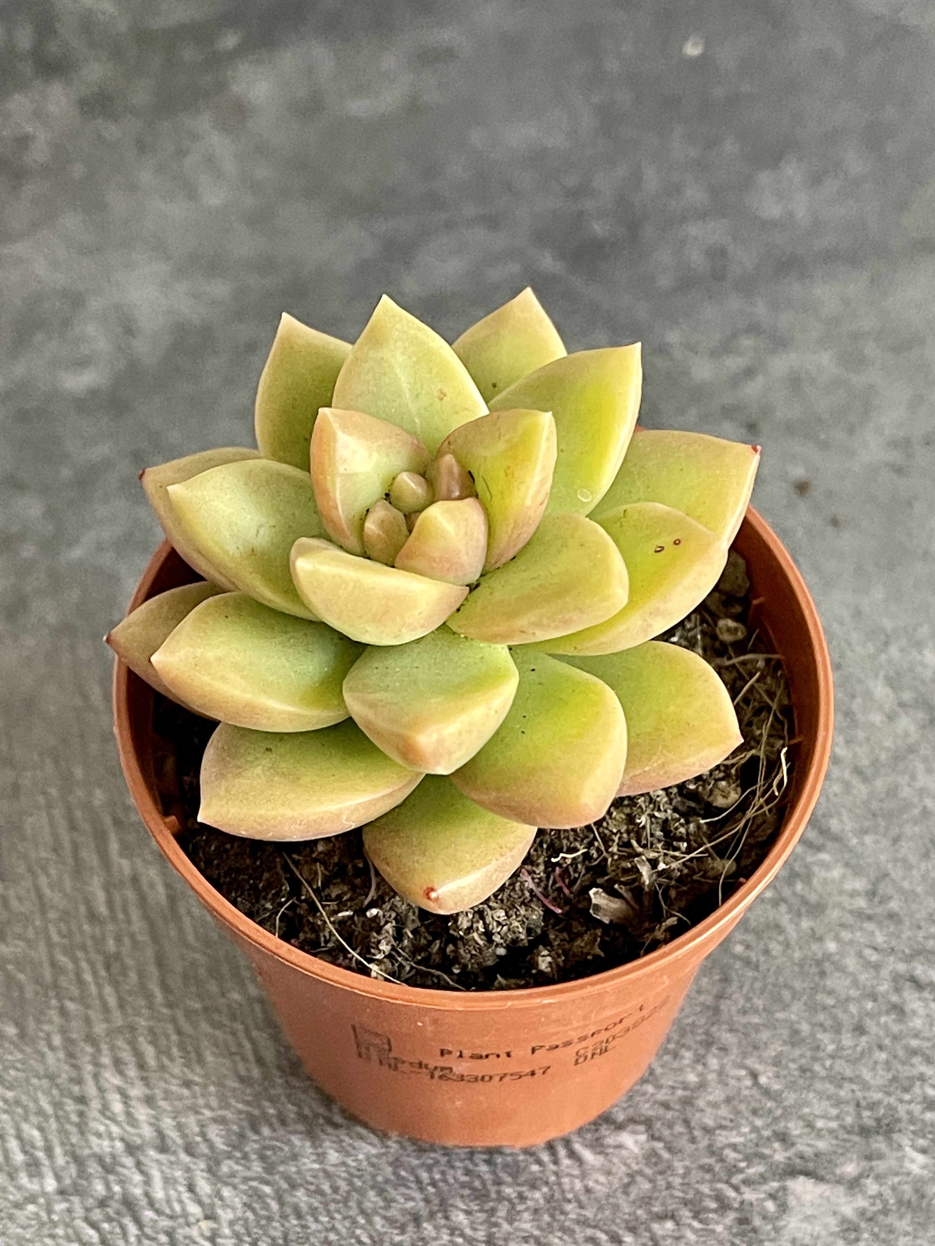 Седум Нуссбаумера Мини (Sedum Nussbaumeriana) D5см