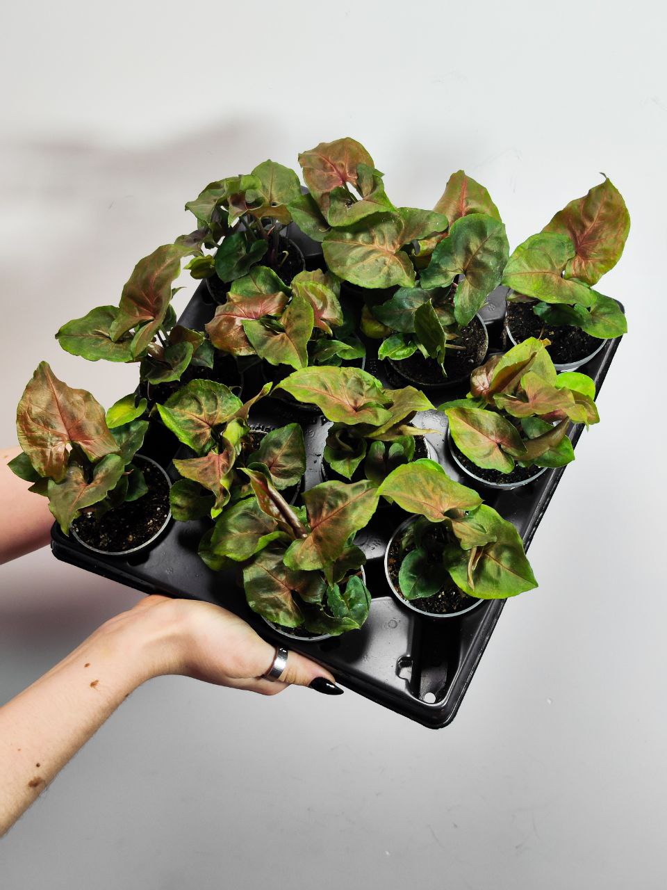 Сингониум Мария (Syngonium Maria) D6см