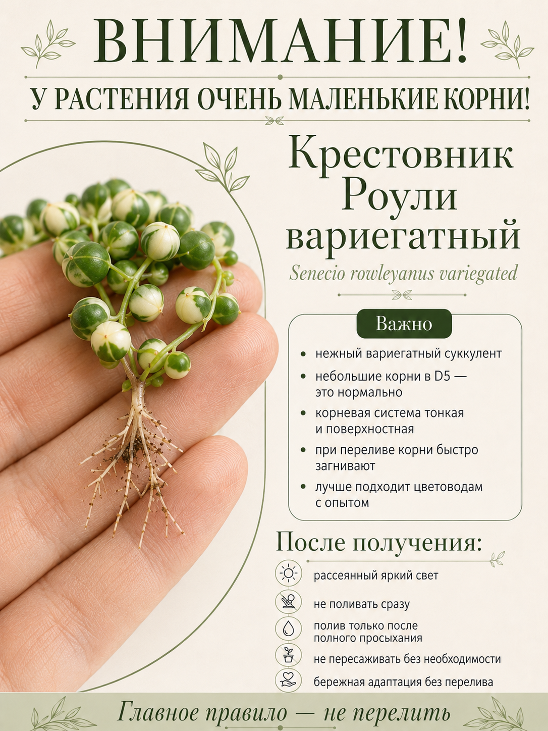 Крестовник Роули Вариегатный (Senecio Rowleyanus Variegata) D6см