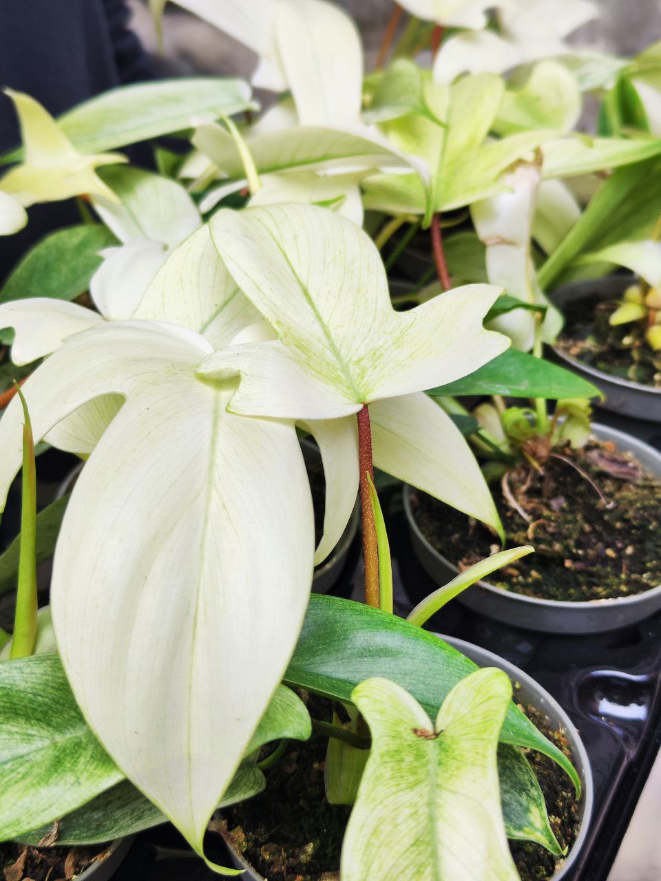 Филодендрон Флоридский Призрак Вариегатный Минт (Philodendron Florida Ghost Mint Variegated) D11см