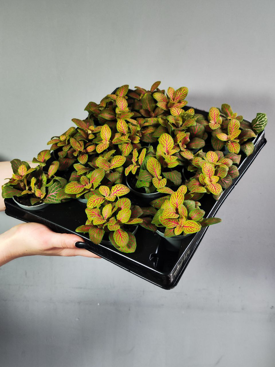 Фиттония Скелетон Вершаффельта (Fittonia Verschaffeltii Skeleton) D5см