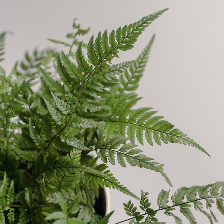 Папоротник Атириум Спикатум (Athyrium Spicatum) D8,5см