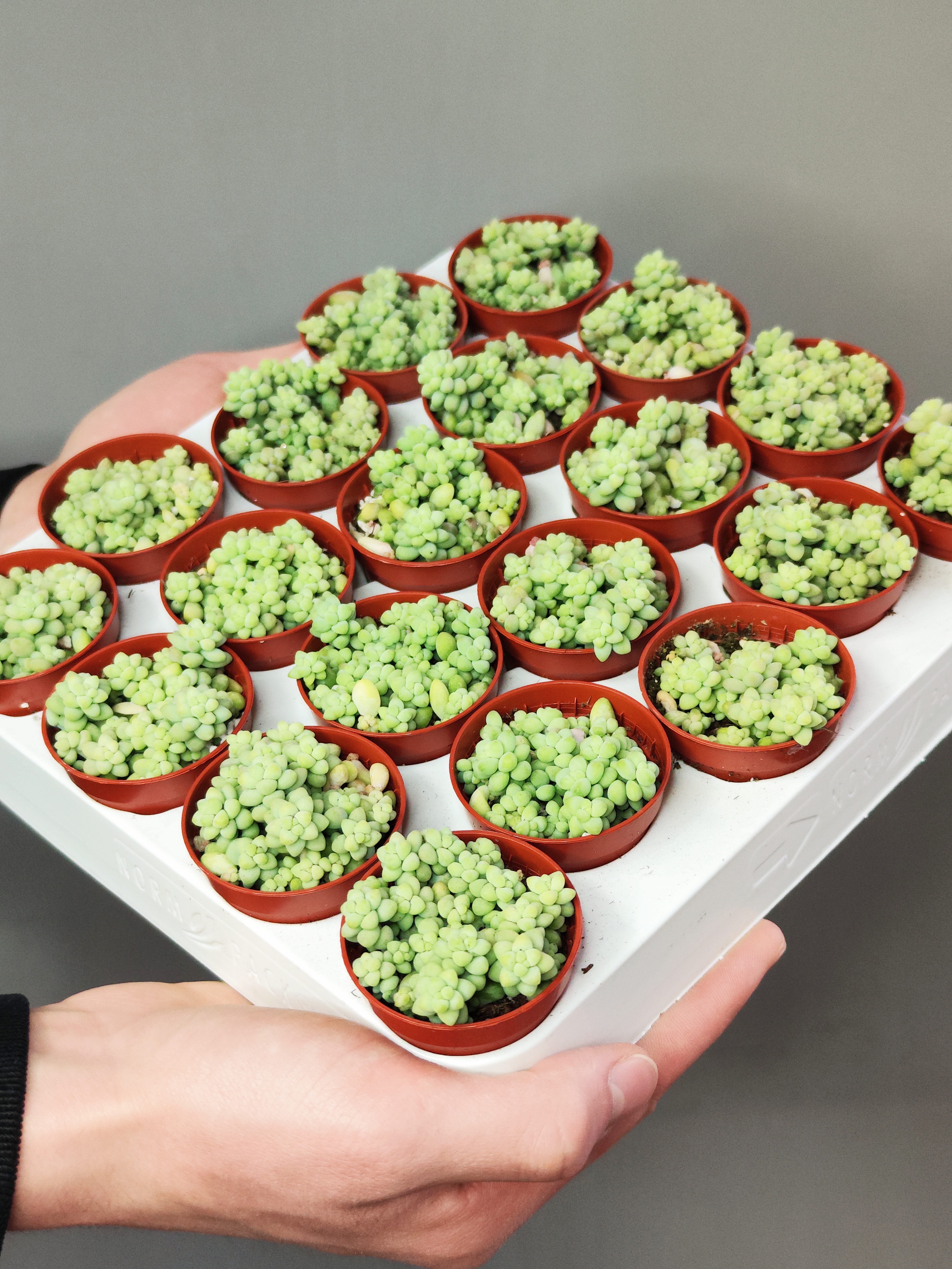 Седум Буррито Мини (Sedum Burrito Mini) D5см