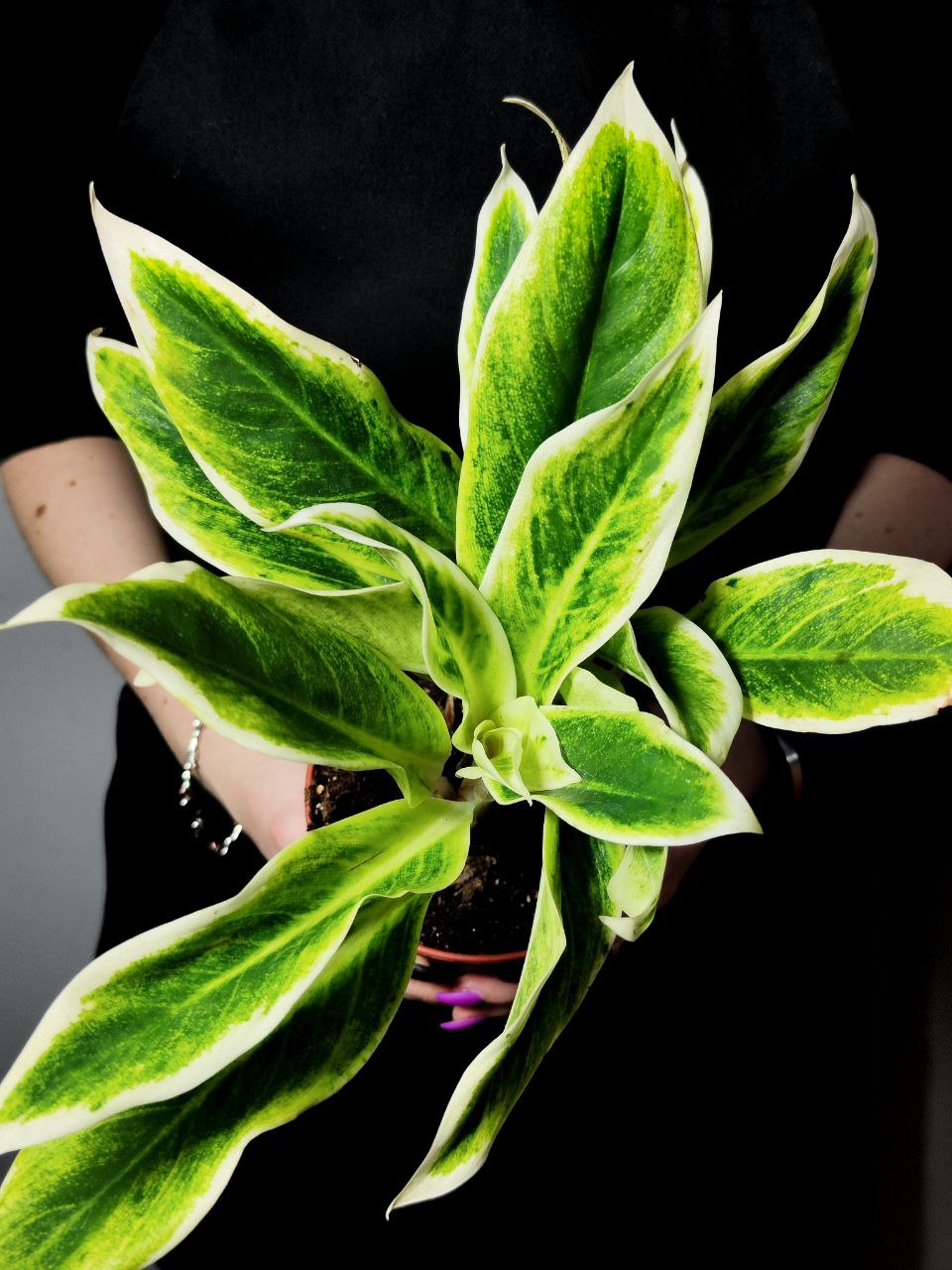 Аглаонема Липстик Грин (Aglaonema Lipstick Green) D12см