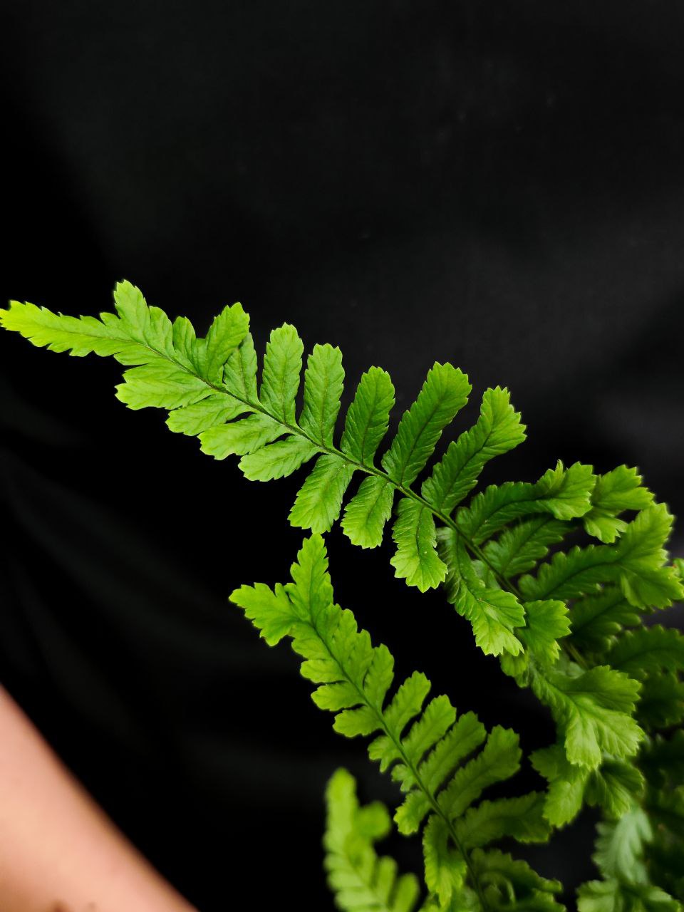 Папоротник Щитовник Родственный «Кристата Кинг» (Dryopteris Affinis The King) D12см