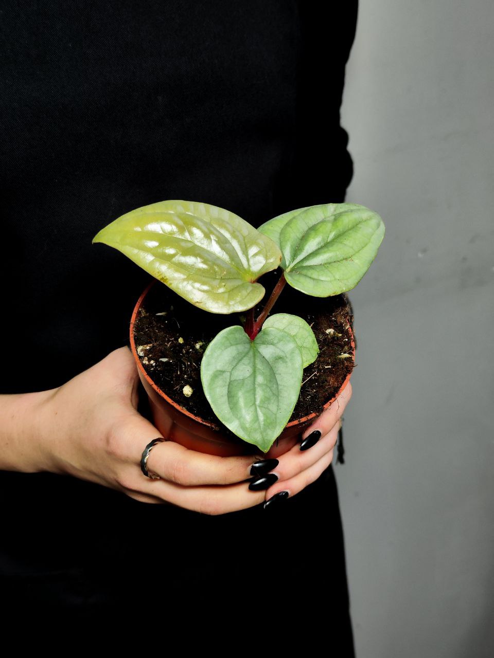 Антуриум Люксурианс (Anthurium Luxurians) D12см
