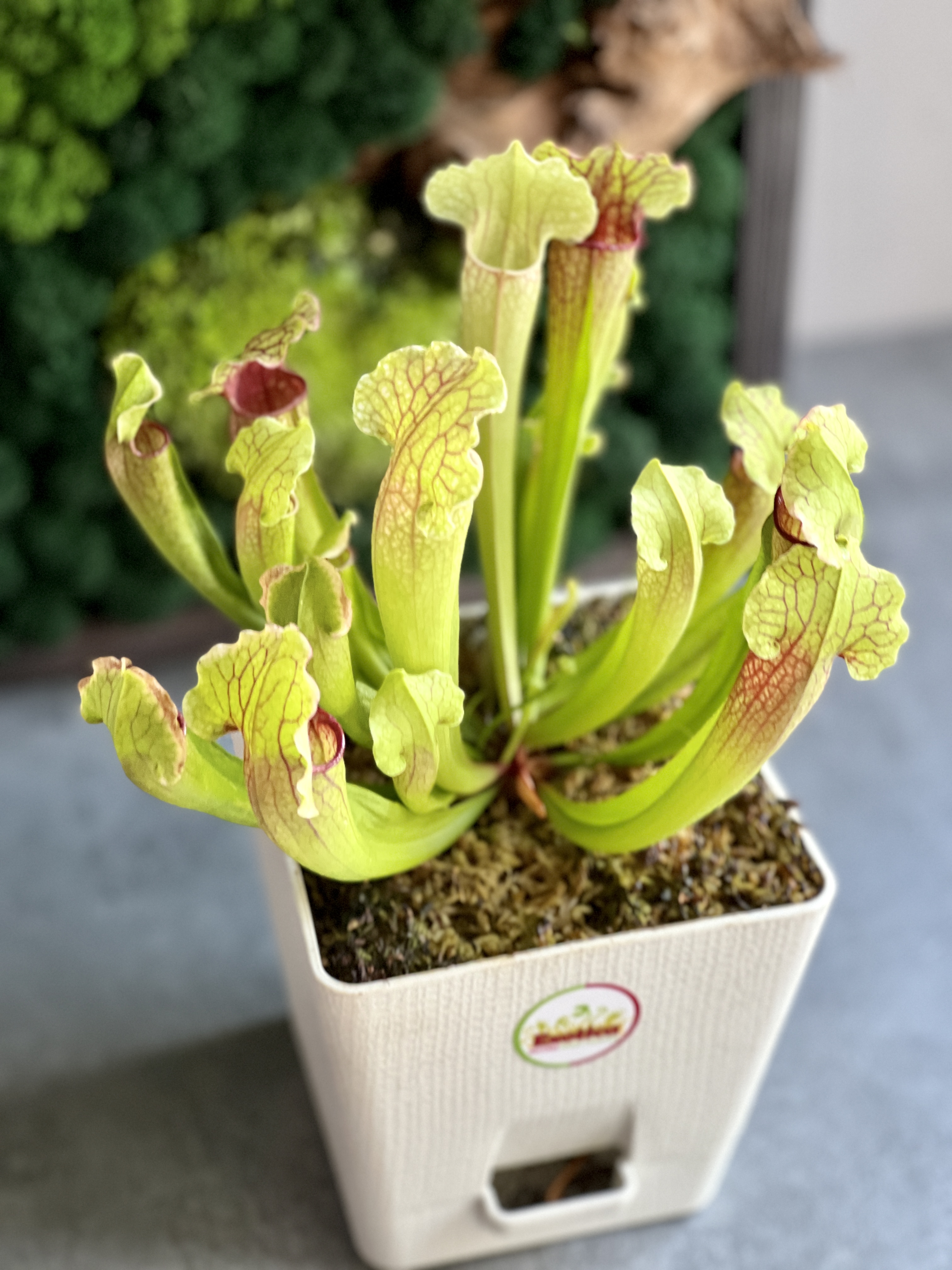 Саррацения Фиона (Sarracenia Philadelphia) пересаженная D15см