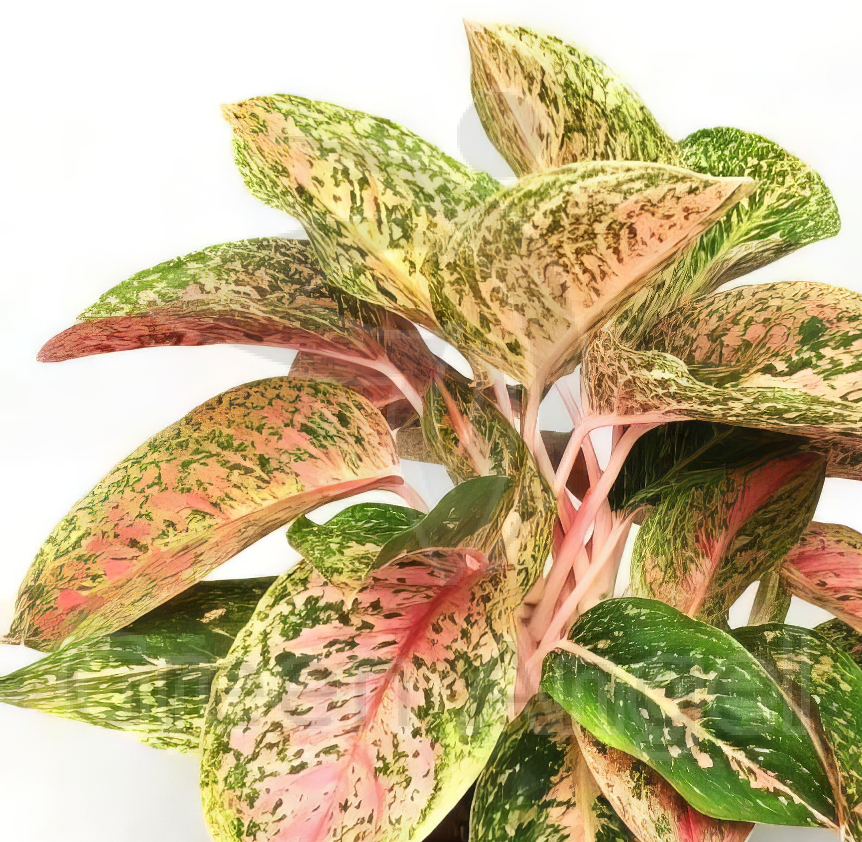 Аглаонема Престиж (Aglaonema Prestige) D12см
