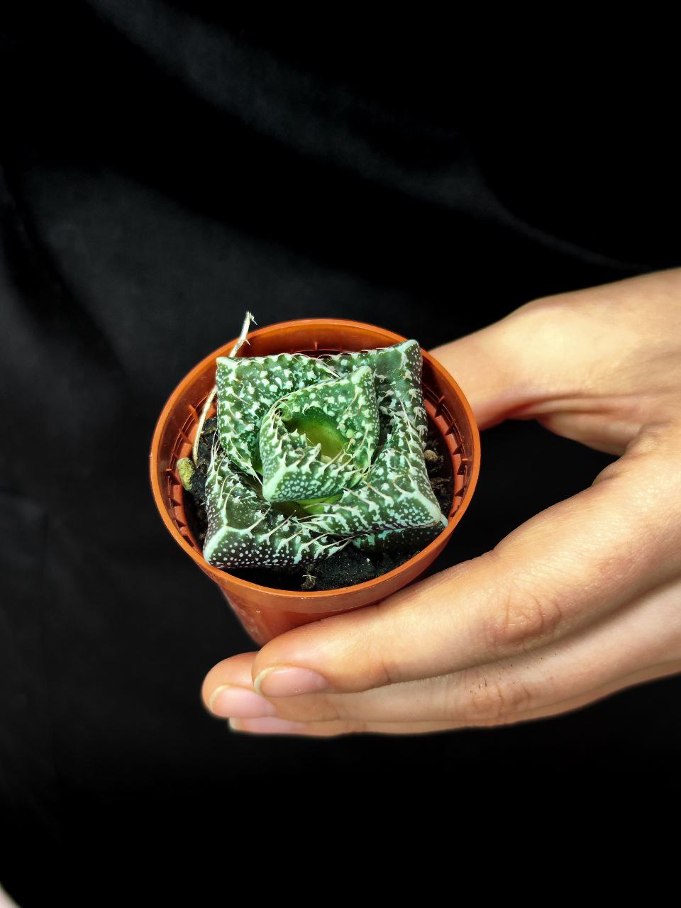 Фаукария Монстроза (Faucaria tigrina f. monstruosa) D5см