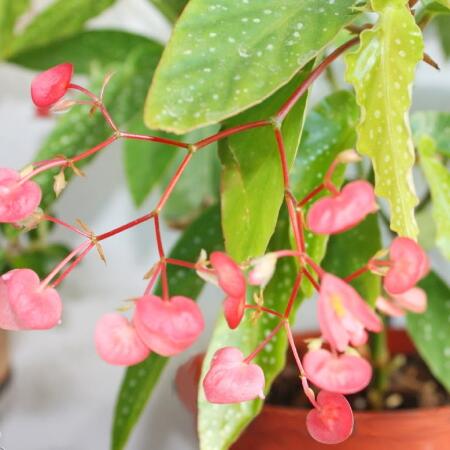 Бегония Альба Пикта, или Альбопикта (Begonia Albopicta) D6см
