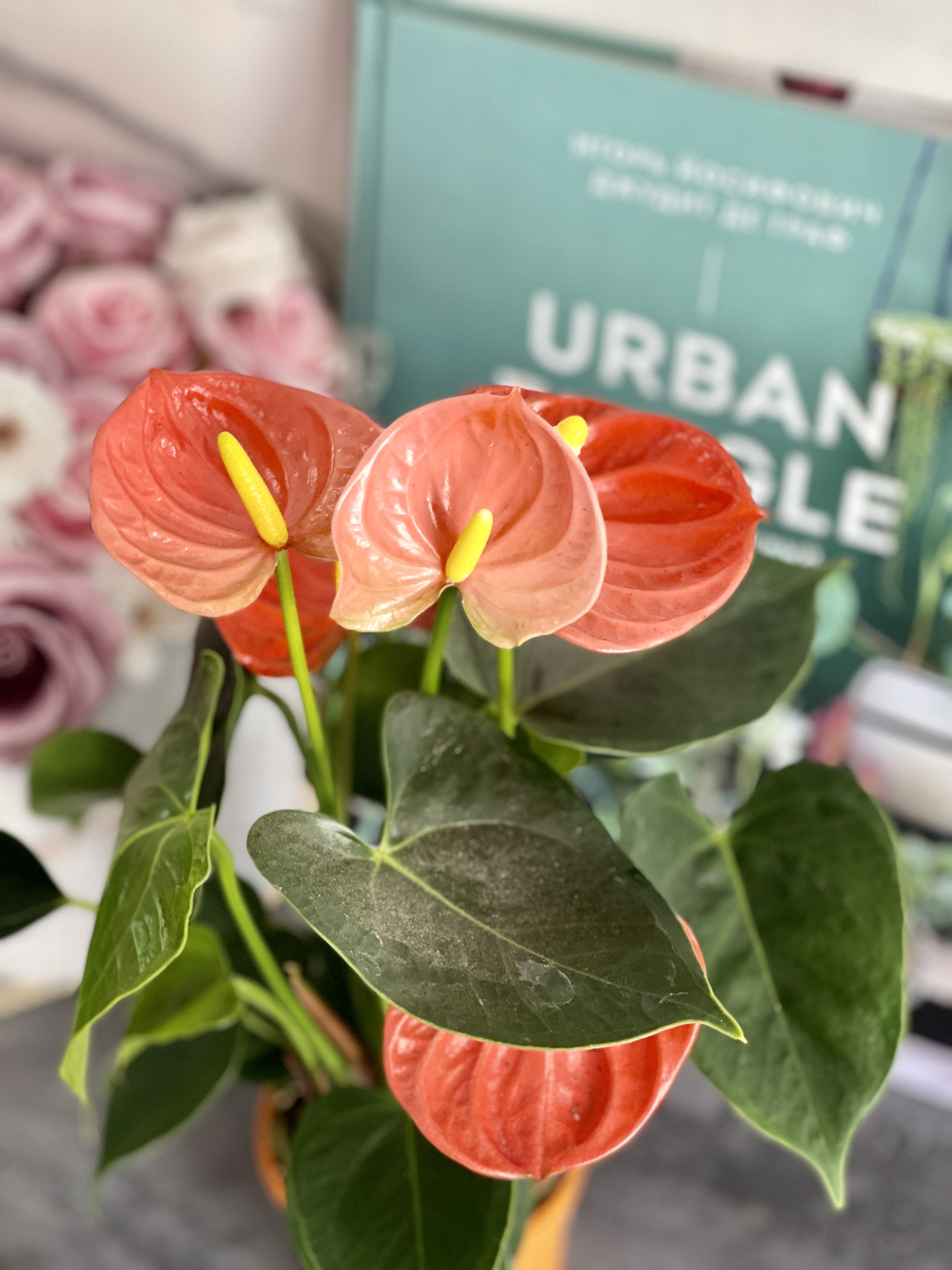 Антуриум Андре Оранжевый (Anthurium Аndraeanum Orange) D9см