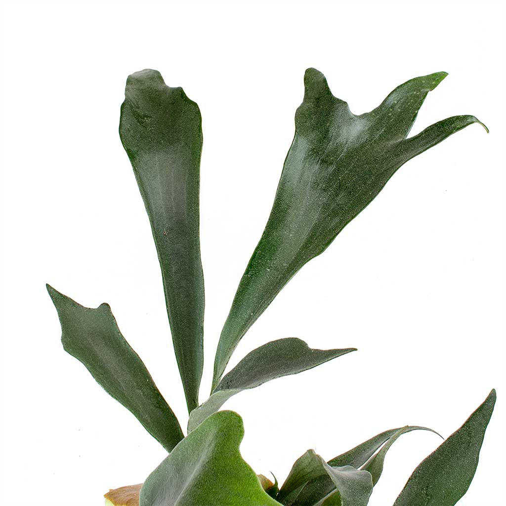 Платицериум Оленерогий, или Дваждывильчатый (Platycerium Bifurcatum) D6см