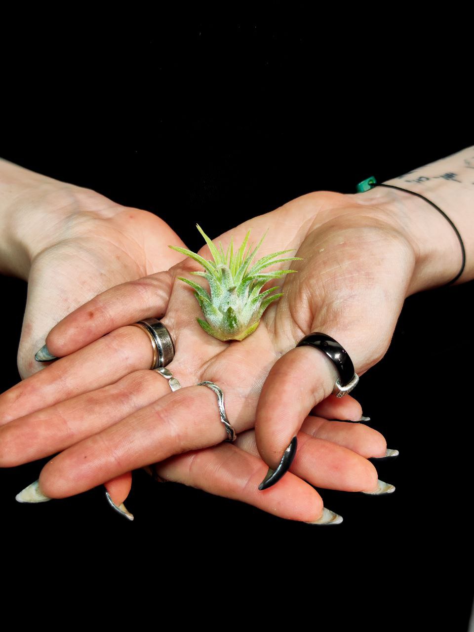 Тилландсия Ионанта Грин Мини (Tillandsia Ionantha Green Bonsai)