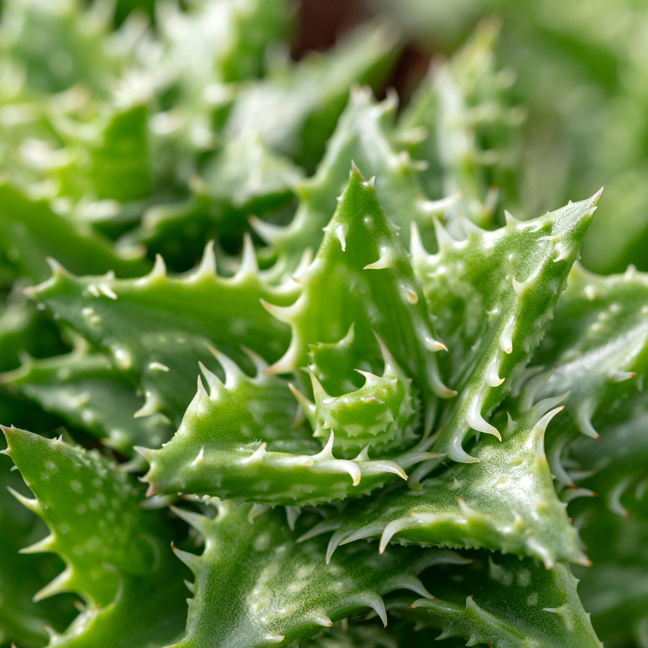 Алоэ Оттопыренное Мини (Aloe Squarrosa Mini) D5см