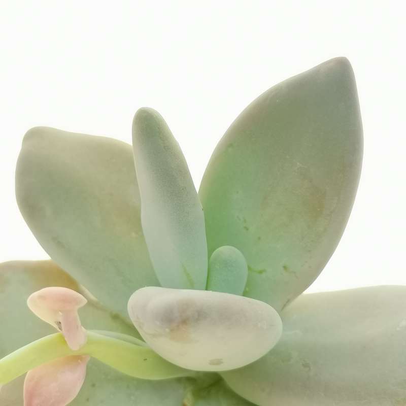 Пахифитум Вердермана (Pachyphytum Werdermannii) D5см
