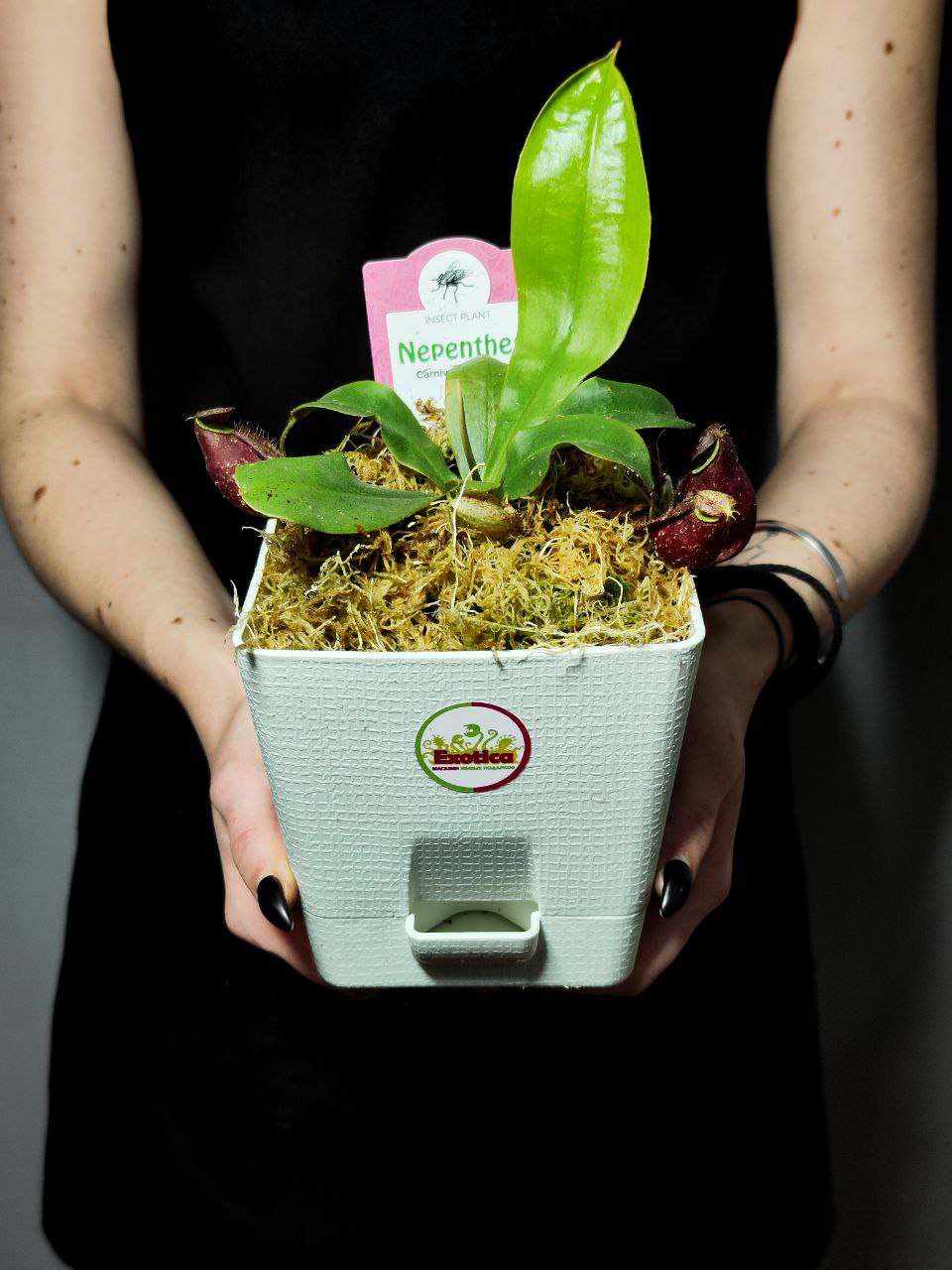 Непентес Ампулярия Красная (Nepenthes Ampullaria Red) D12см пересаженный