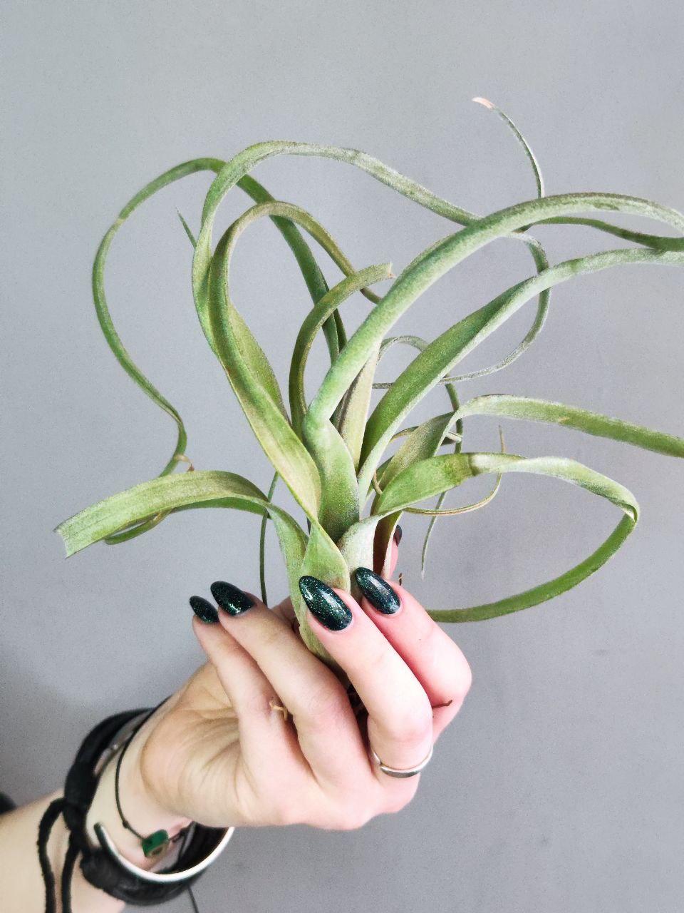 Тилландсия Курли Слим (Tillandsia Сurly Slim)