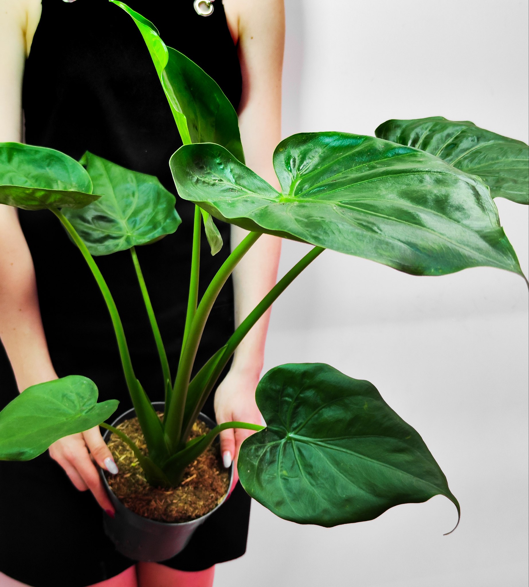 Алоказия Кукулата (Alocasia Cucullata) D12см