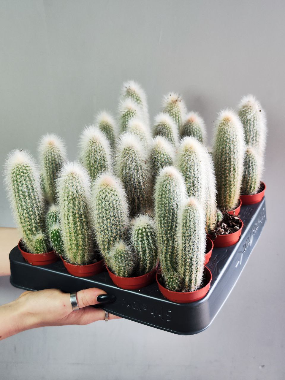 Кактус Клейстокактус Штрауса  Груп (Cleistocactus Strausii Group) D5см