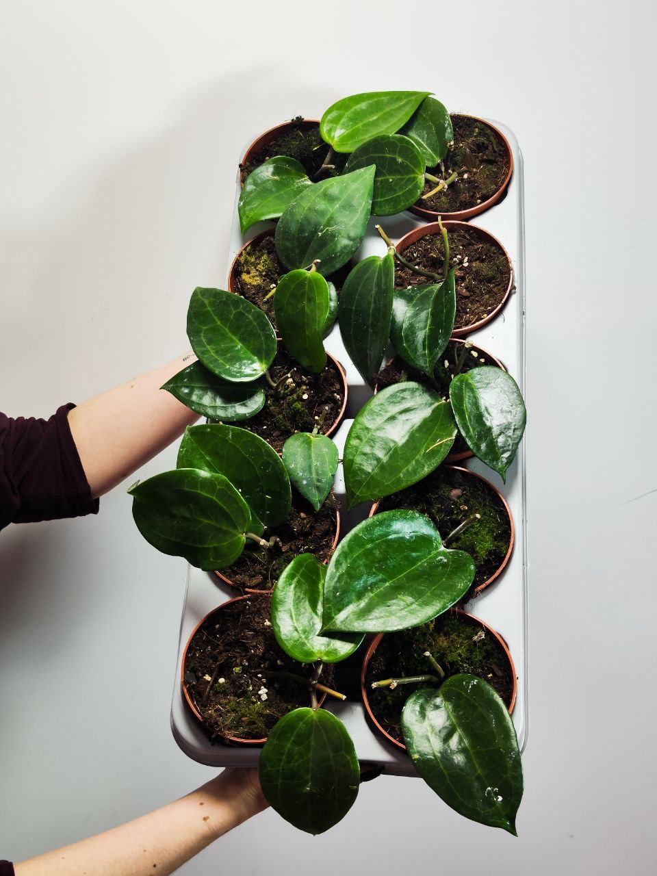 Хойя Латифолия Грин (Hoya Latifolia Green) D10см
