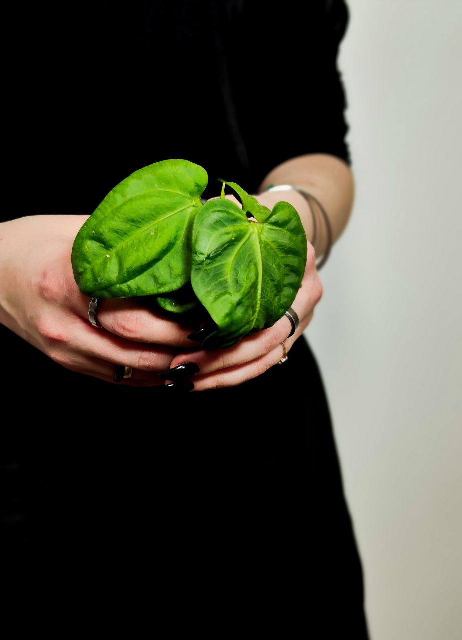Антуриум Вилленаорум (Anthurium Villenaorum) D6см