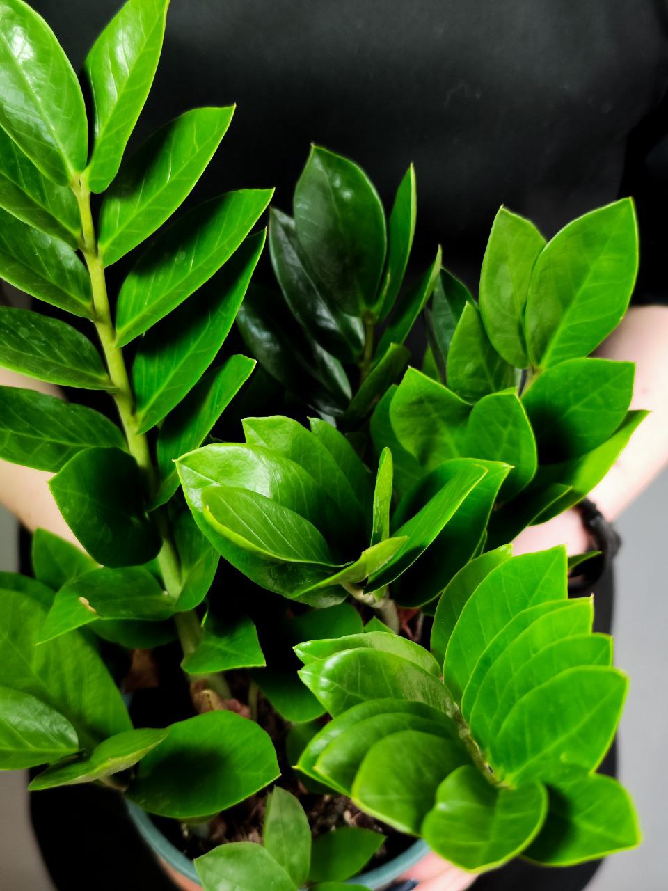 Замиокулькас Замиофолия (Zamioculcas Zamiifolia) D10см