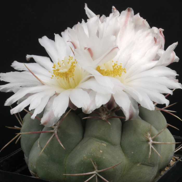 Телокактус Гексаэдрофорус (Thelocactus Hexaedrophorus) D5см