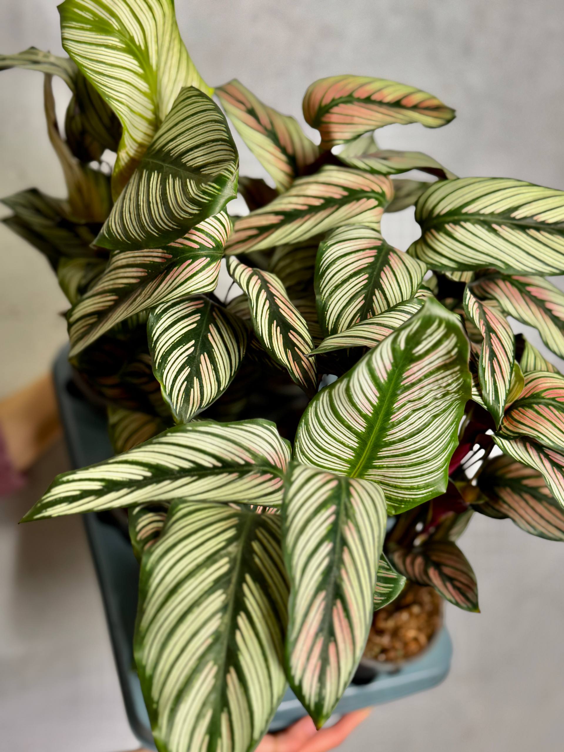 Калатея Витатта (Calathea Species Vittata) D12см
